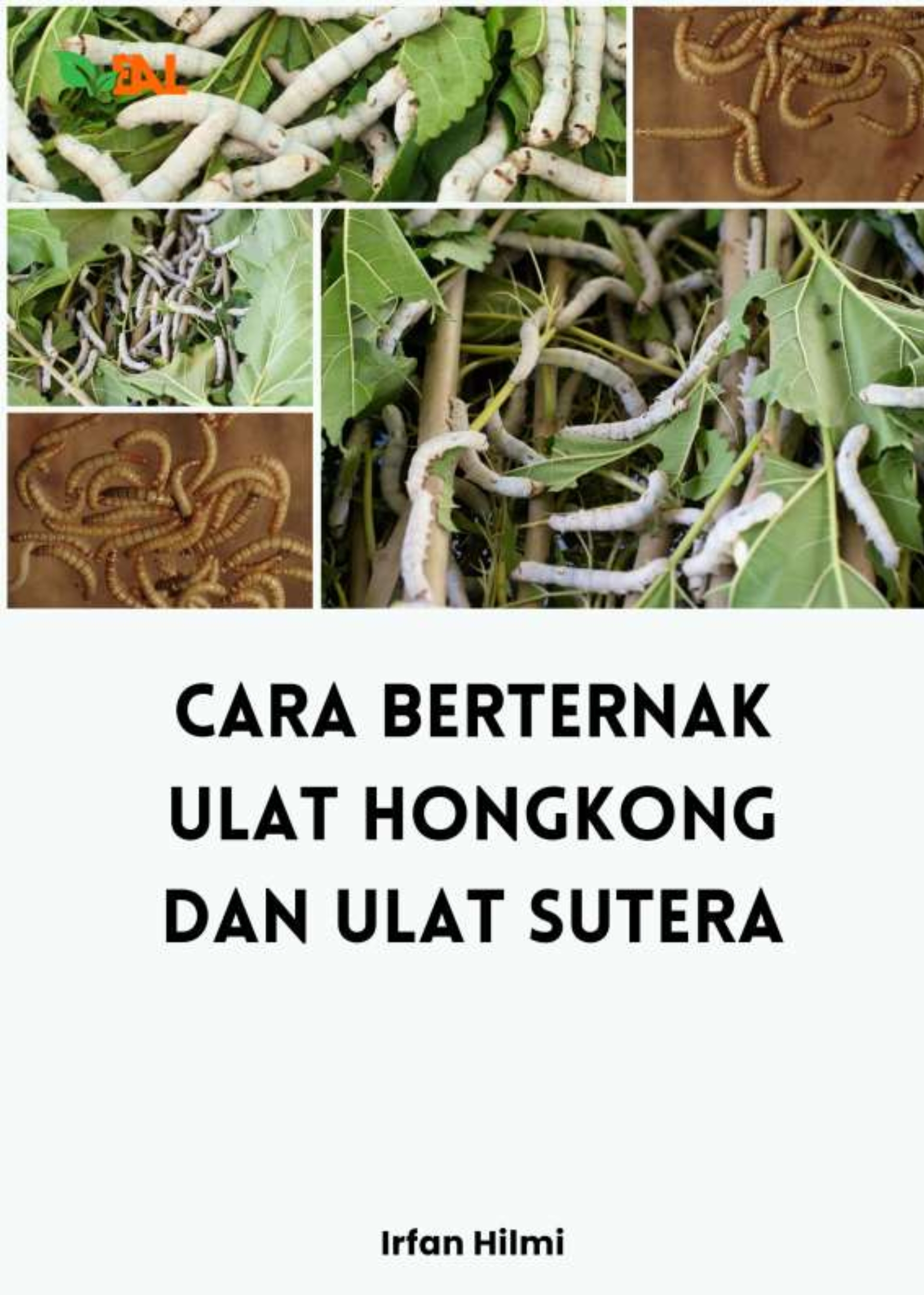 Cara Berternak Ulat Hongkong dan Ulat Sutera
